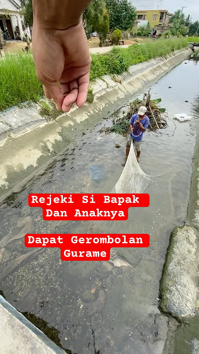THIS FATHER'S GOOD LUCK IS GETTING GURAME #fishing #netting #fishing #fishing