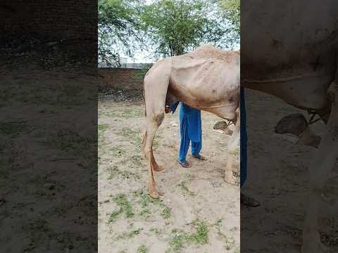 لقد أعطى السير الأول راجستان كيسان دود دورا إلى مثلي كوتني