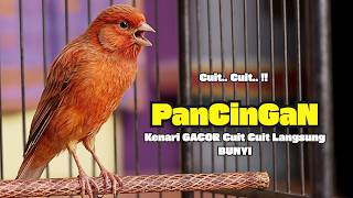 Suara PANCINGAN KENARI PAUD Belajar Bunyi Ngeriwik Kenari GACOR Panjang || Terapi KENARI Paud #821