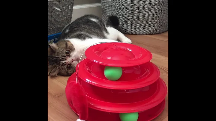 Watch the video about Flat face exotic shorthair plays with toy