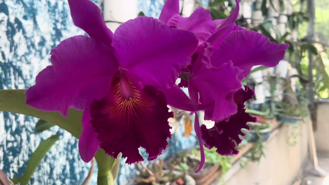 В начале февраля расцветают прекрасные орхидеи!!!