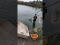 #shorts #pangasfish #fishfarming Pangas Fish Farming | Pangas fish seeds | Fish lover | Aqua Factory