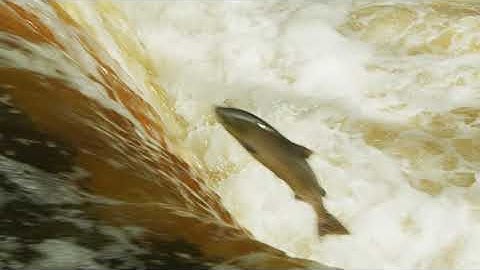 Salmon leaping at Stainforth Force waterfall  in the Yorkshire Dales