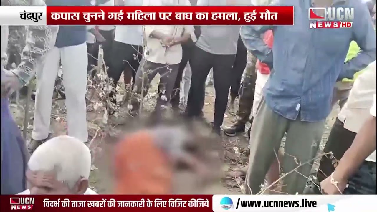 चंद्रपुर : कपास चुनने गई महिला पर बाघ का हमला, हुई मौत