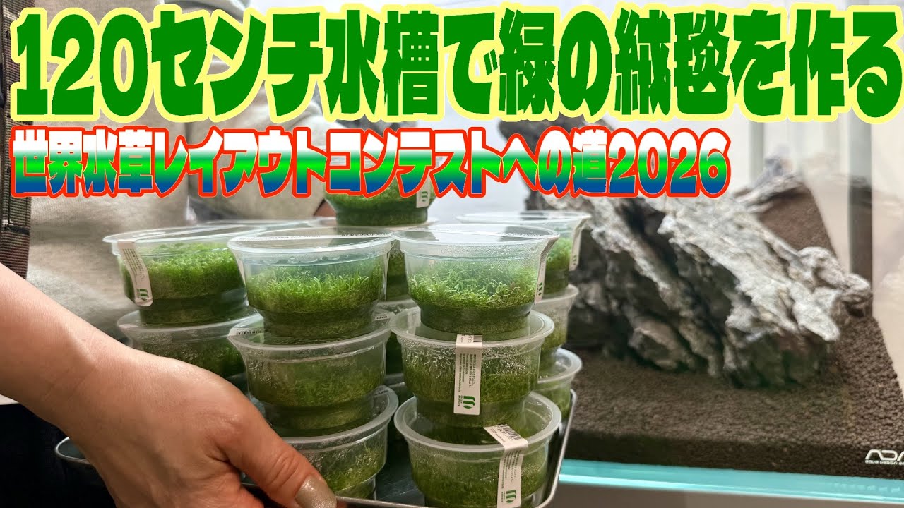 Aquarium] Creating a beautiful green carpet in a 120cm aquarium