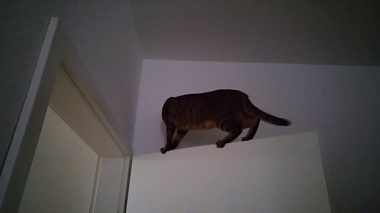 Acrobatic Cat Balance Level Professional YouTube