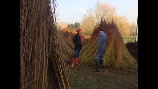 Découverte de l'osiériculture dans "Les Chemins Nathalie"