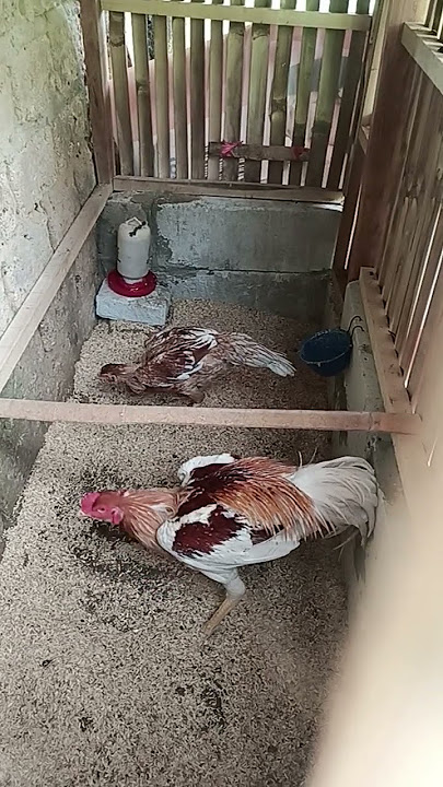 Ayam pulker usia 7 bulan.  1 pasang   #ayam