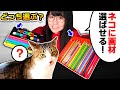【放送事故】ペットの猫に「画材を選ばせて」お絵描きするチャレンジで大事故が発生しました…【※画材を選ぶとは限らない】