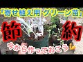 【苗作り】買うのはもったいない！冬の寄せ植えに使えるグリーン苗を作っちゃおう♫/ 株分け・挿し木・茎伏せほか / 10種のグリーンの増やし方実践【ガーデニング】