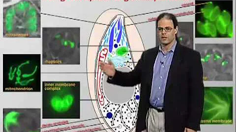 David Roos (U Penn) Part 1: Biology of Apicomplexa...