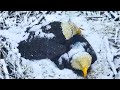 Bald Eagle Parents Co Incubate Eggs at DC Eagle Cam