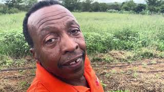 Download Lagu SAFFLOWER VEG FARMING BOTSWANA MP3