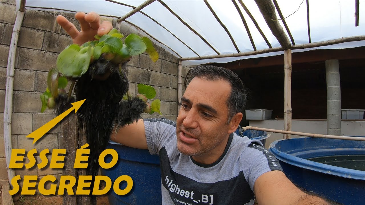 COMO FAZER A REPRODUÇÃO DE KINGUIOS PARTE 01 canal saalada