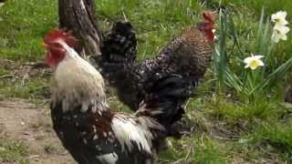 Lupte de cocosi - Kung Fu Roosters 2 (Cockfight)