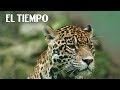 4. Tras la huella del jaguar | Especies: una nueva expedición | EL TIEMPO y Canal Tr3ce