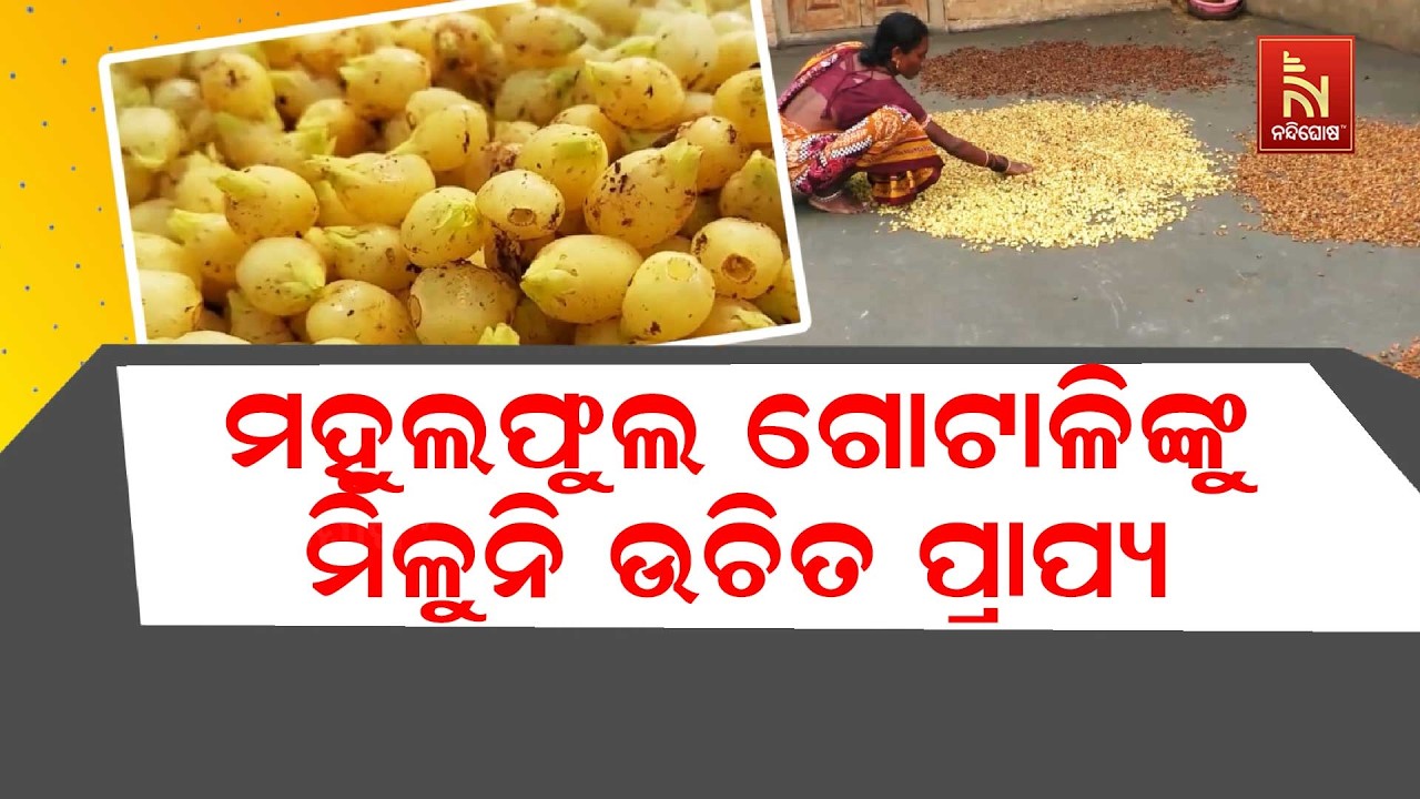 ମହୁଲ ଫୁଲ ଗୋଟାଳିଙ୍କୁ ମିଳୁନି ଉଚିତ ପ୍ରାପ୍ୟ । ପ୍ରଶାସନିକ ଅବହେଳାରୁ କମ ଦାମରେ ମହୁଲ ବିକ୍ରି କରୁଛନ୍ତି ଗୋଟାଳି