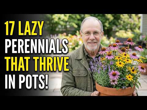 After 40 Years at a Garden Center — 17 Lazy Perennials That Thrive in Pots No Maintenance Container