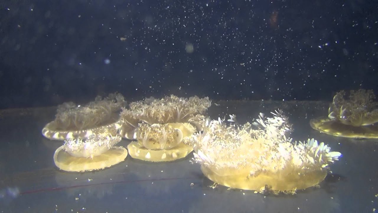サカサクラゲ Cassiopea Ornata Kurages サカサクラゲ Cassiopea Ornata Kurages