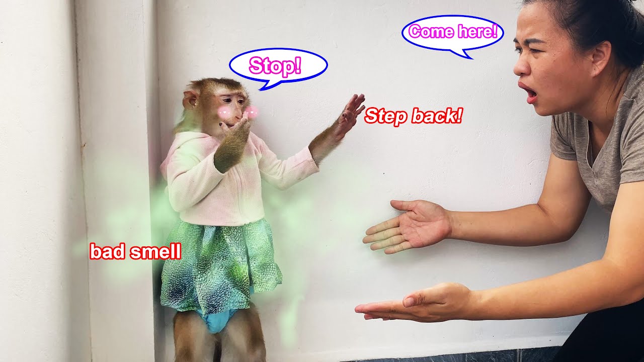 Обезьянка Лили смущается из-за странного запаха от своего тела, поэтому она избегает свою мать.