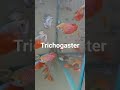 Trichogaster # Fish # Aquarium  # Shorts
