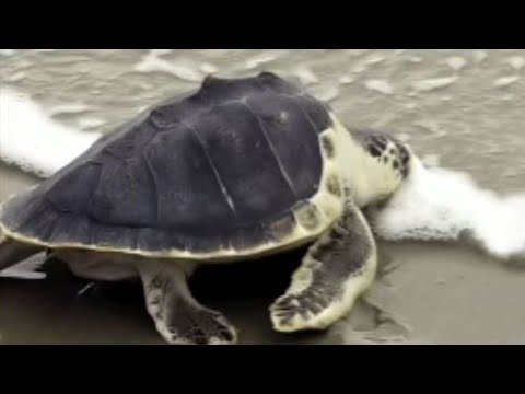 Sea turtles nest at record pace along Georgia coast