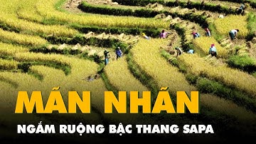 Flycam ruộng bậc thang Sa Pa mùa lúa chín