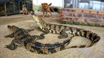 Lần Đầu Đi Đánh Hến Bằng Chiếc Cào Mới Làm Và Cân Thử Cá Sấu Nuôi Hơn 1 Năm / Quế Nghịch