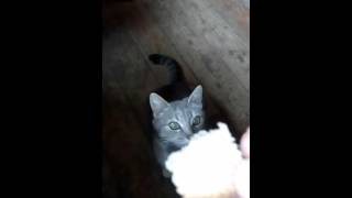 Кошка берет с руки и ест хлеб как собака! Улет!!! Кошка берет с руки и ест хлеб как собака! Улет!!!