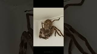 Así Es Australia Cuándo Es La Temporada De Arañas