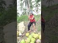 Satisfying Coconut Husking! 🥥 Watch Her Precision 🔪 #Shorts