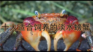 十大适合饲养的淡水螃蟹how to keep a Crab as a pet 