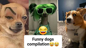 Dogs doing funny things😅- best of the month😅