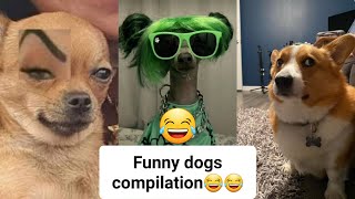Dogs doing funny things😅- best of the month😅