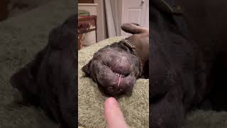 CUTE Shar pei   no funny  DOGS on the BED.  GUESS the NAME of the Doggy ??? …