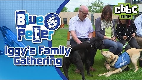 Cute dog reunited with parents and Grandad on Blue Peter - CBBC