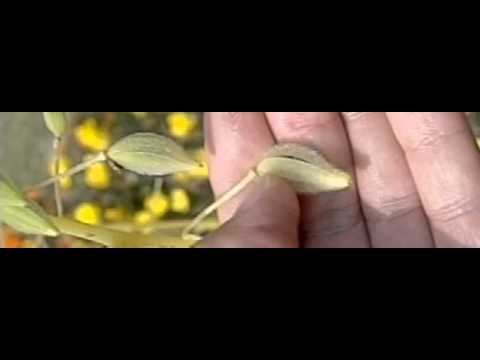 理科映像 はじけ飛ぶホウセンカの種子２ 超スロー Youtube