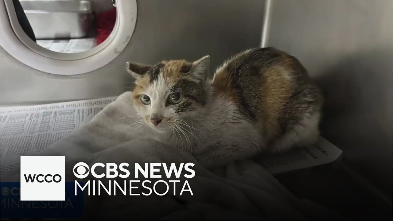 Cat discovered in shipping container from China now on road to recovery ...