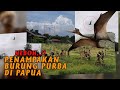 DETIK - DETIK PENAMPAKAN PTERODACTYL, BURUNG PURBA MISTERIUS TEREKAM JELAS MELINTAS DI LANGIT PAPUA