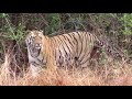 Wild  male tiger mock attack on tourist vehicle