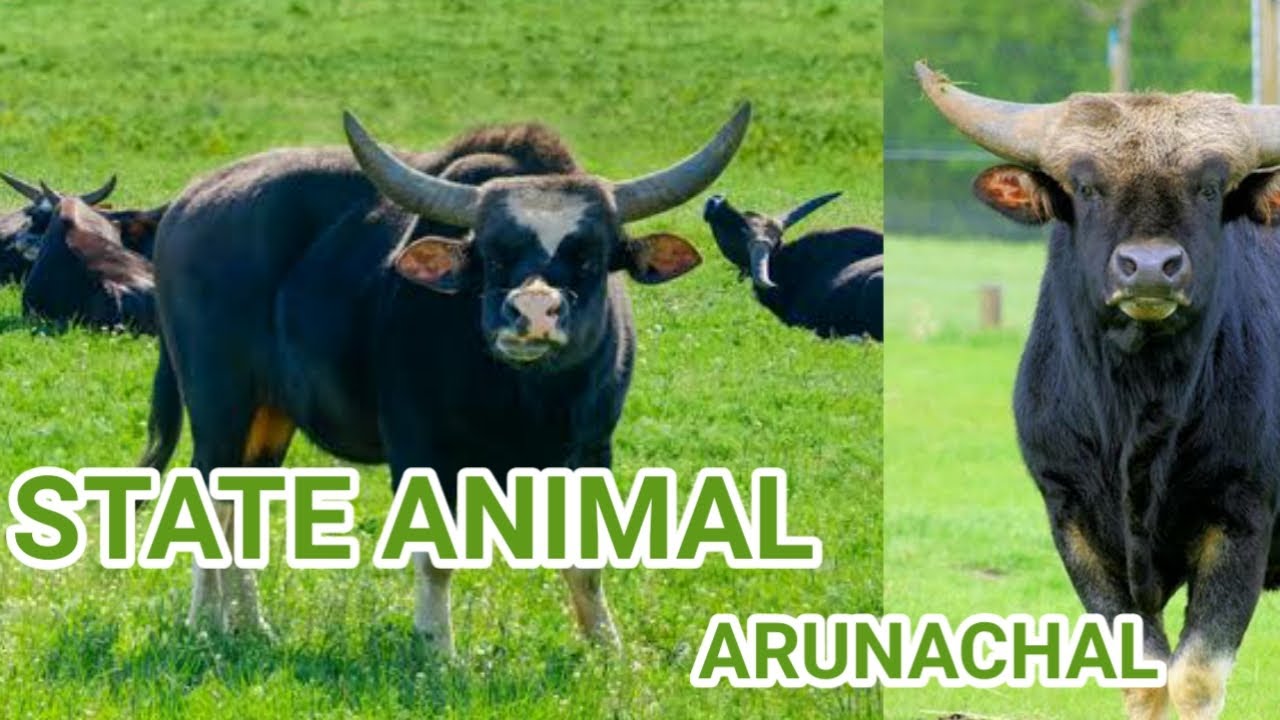 State animal of Arunachal Pradesh.#mithun #Arunachal #mithunanimal #