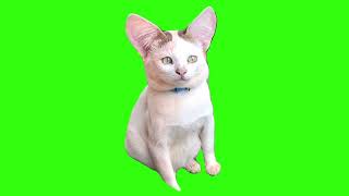 Kitten With Big Ears Meme Green Screen