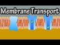 Membrane Transport Quiz