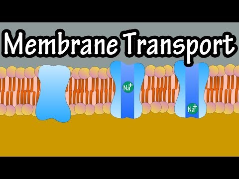Video: Cum se deplasează moleculele prin membrană în transportul pasiv?