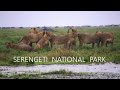 Tanzania Safari Part II: Serengeti National Park