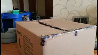 Adopted Stove Top Inside The Box, Plays With A Friend