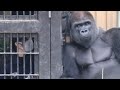 飼育員と何か話してるモモタロウの背後で、息子達が大暴れ⭐️ゴリラ Gorilla【京都市動物園】Momotaro is talking to the zookeeper about something