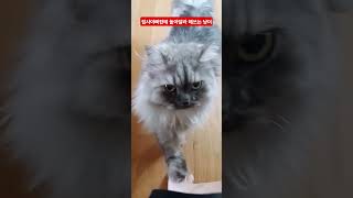 #고양이일상 #반려묘 #funny #힐링애니멀 #leo #playing #cat #catlover #cutecats #amazing #catlife #귀요미 #love #happy