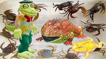 Kem Ốc Chanel một ngày nuôi thú cưng ếch Pacman bất ổn, quái vật cá sấu ăn con cua, cá mập, con mèo.