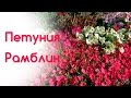 Петуния Рамблин